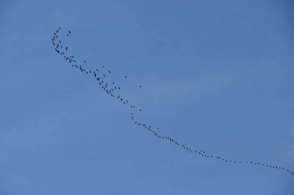 Enorme revoada de pássaros na BR-319, a rodovia que liga Manaus à Porto Velho